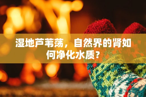 湿地芦苇荡，自然界的肾如何净化水质？